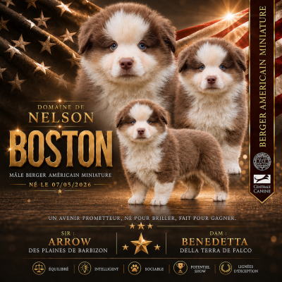 Étalon Berger Américain Miniature  - BOSTON du domaine de nelson