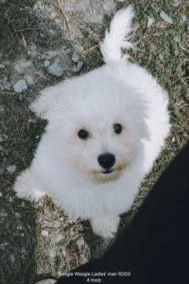 Étalon Bichon Frise - Boogie Woogie Ladie's Man (GiGi) (Sans Affixe)