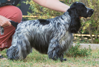 Étalon Cocker Spaniel Anglais - Azzura De Quattro Castella