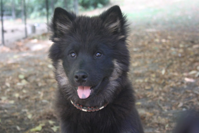 Étalon Eurasier - Bärchen Birka Des Oursons De La Fee