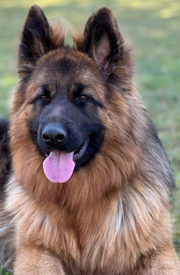 Étalon Berger Allemand Poil Long - Vicky du val d 'anzin