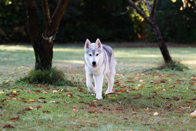 Étalon Siberian Husky - Nookilik's Blinding Light