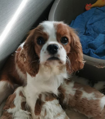 Étalon Cavalier King Charles Spaniel - VENDETTA du Chemin Des Puits Tournants