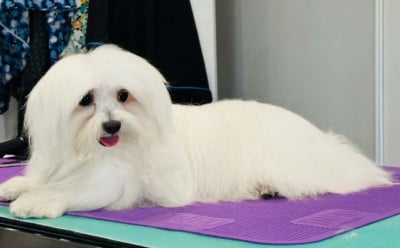 Étalon Bichon maltais - Versace de l'Angelarde