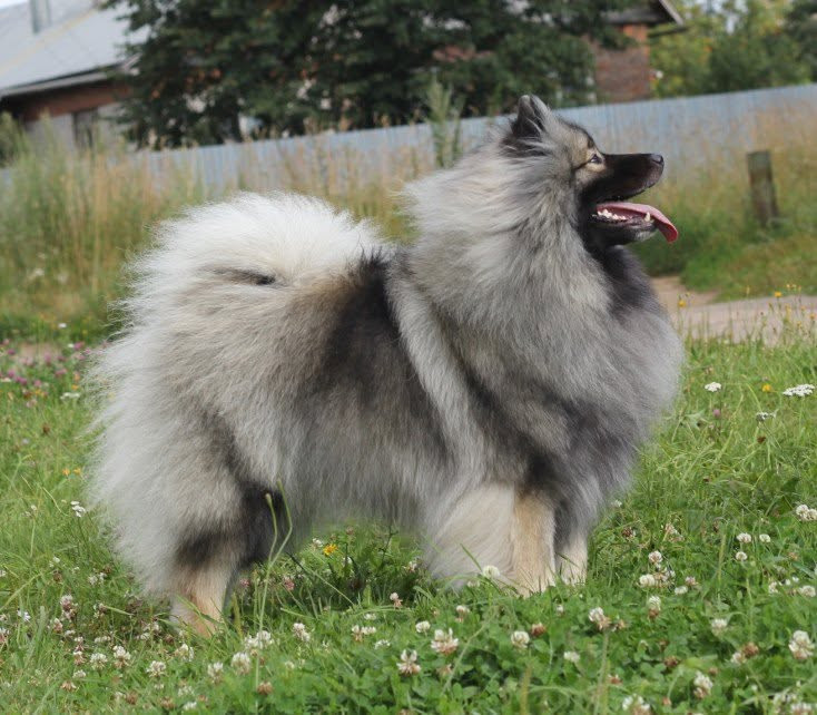 CH. Diva Divnaya  Iz Mirashela