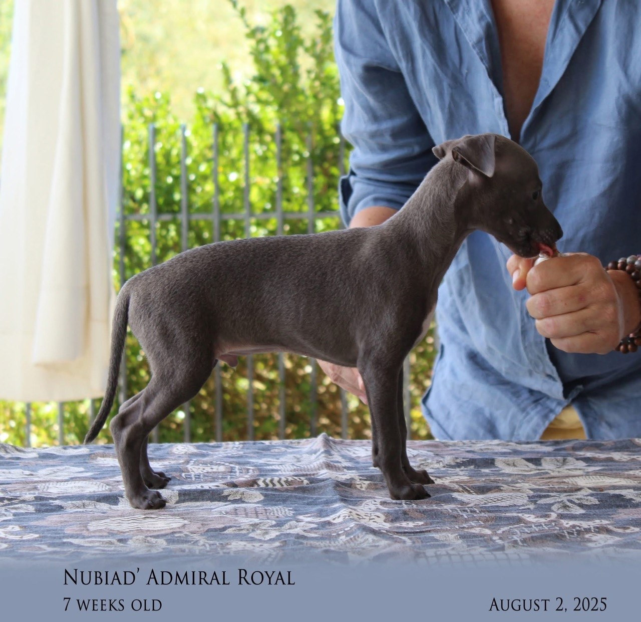 Publication : Nubiad  Auteur : Daisy Hautot