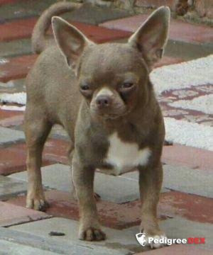 Mi Amor de Niro nord crystal