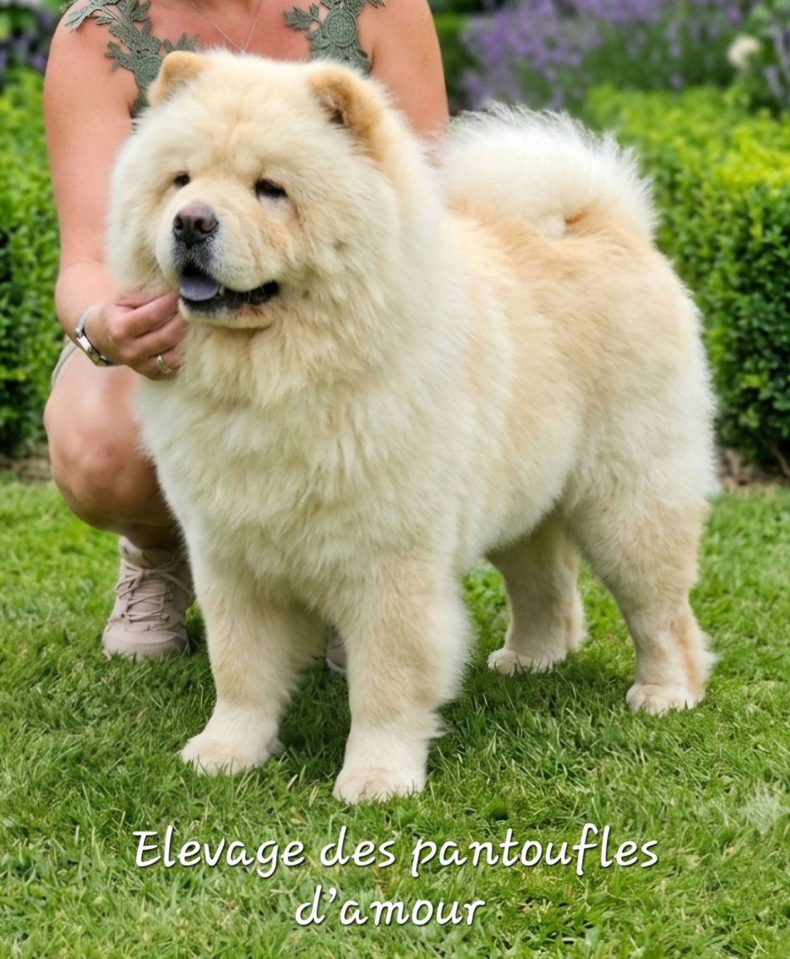 Publication : des Pantoufles d'Amour  