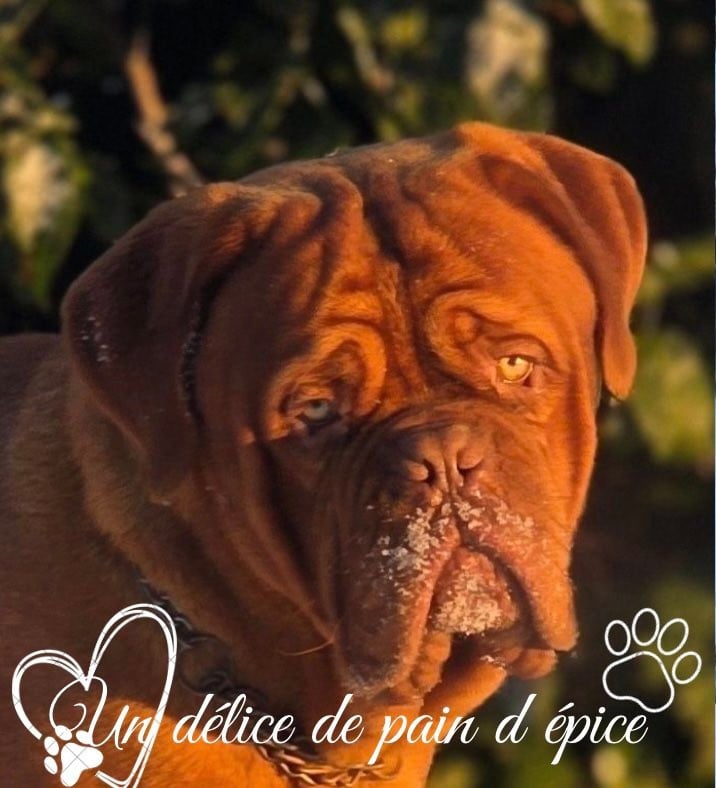 Publication : D'Un Délice De Pain D'Epice  Auteur : Pbazillais