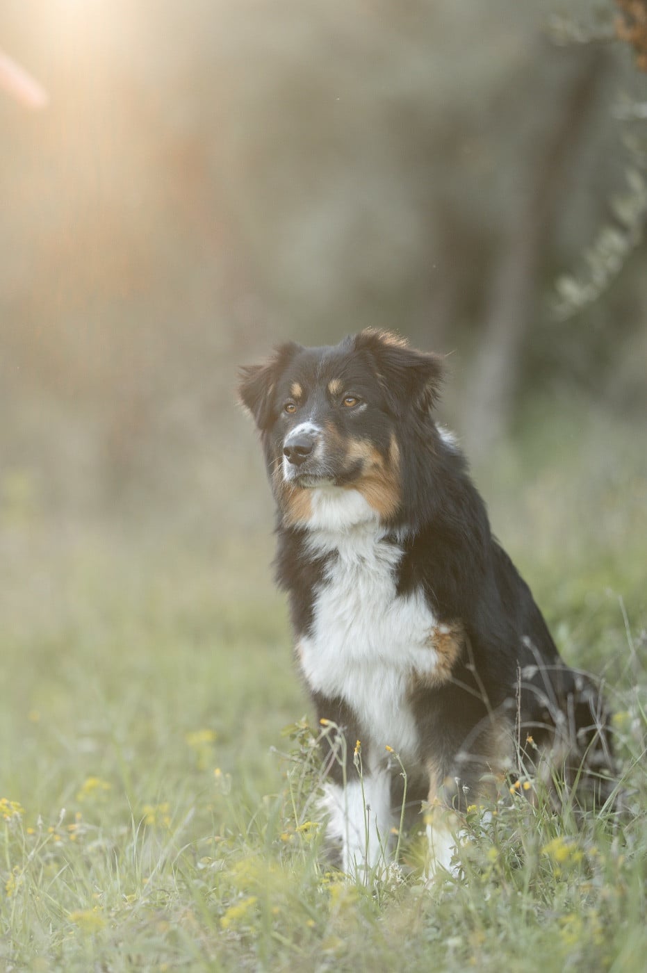 Publication : Of Australianheart  