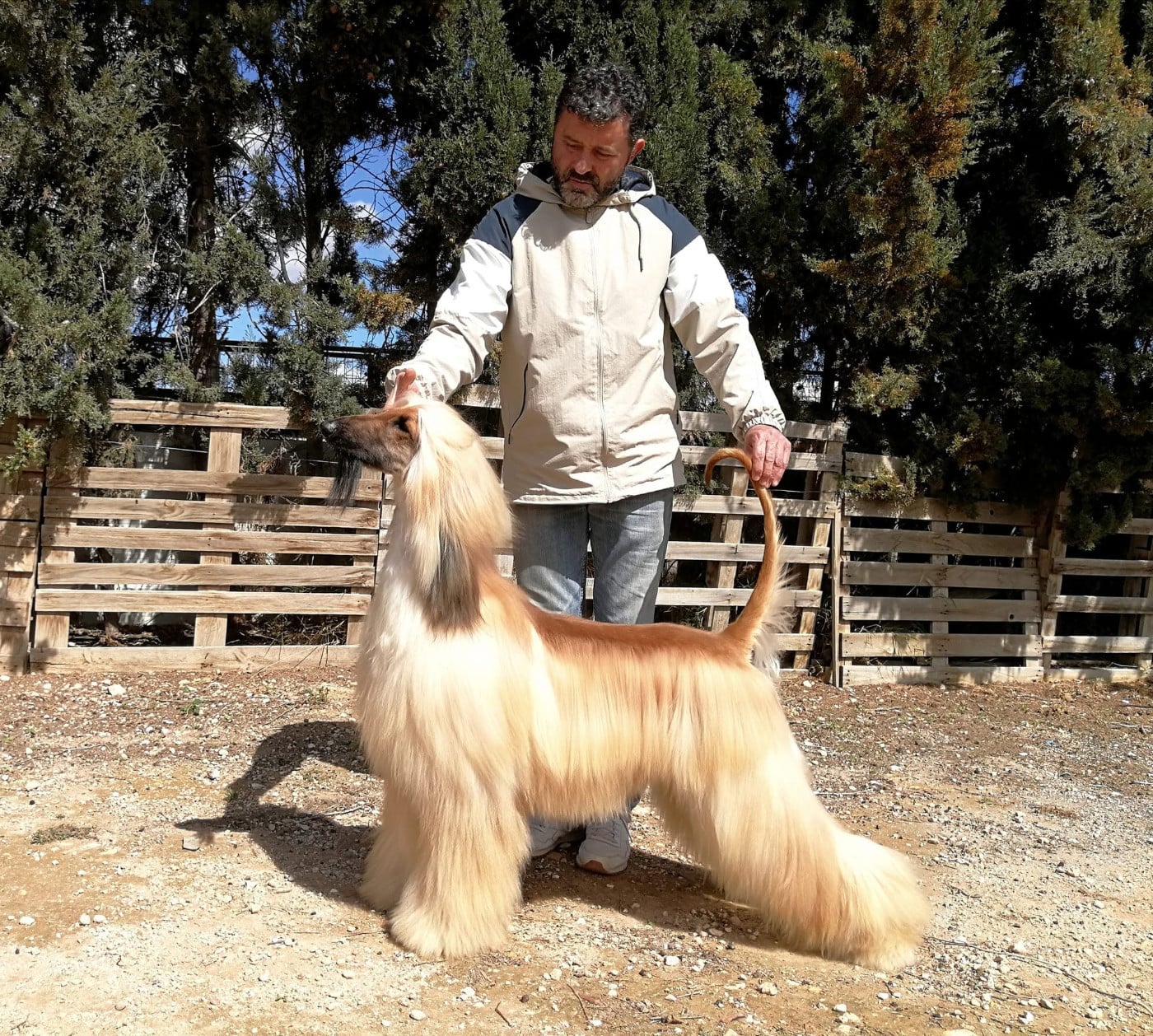 CH. golddragon Sandor red bull