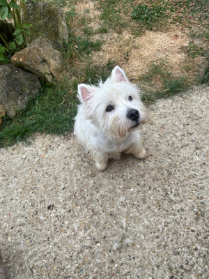 Étalon West Highland White Terrier - V'abby Du domaine de forest hill