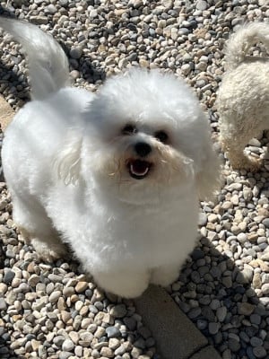 Étalon Bichon Frise - AFTER Du Royaume Des Quatre Pattes