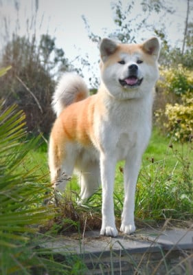 Étalon Akita - CH. Vega  Of Imperial Kitsune