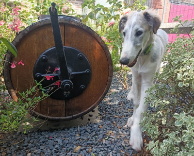 Étalon Barzoi - Borzie Pouchkine du Clos Vremontois