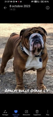 Opalys Bulls  Oskar l'y