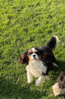Étalon Cavalier King Charles Spaniel - Aloha de la maison du ryez