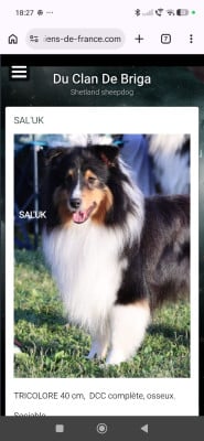 Étalon Shetland Sheepdog - Du Clan De Briga SAL'UK