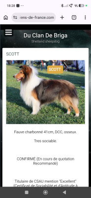 Étalon Shetland Sheepdog - SCOTT Du Clan De Briga