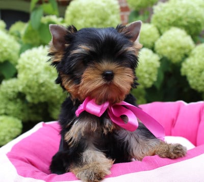 Étalon Yorkshire Terrier - Bridget-Jones Des Anges de Batignolles