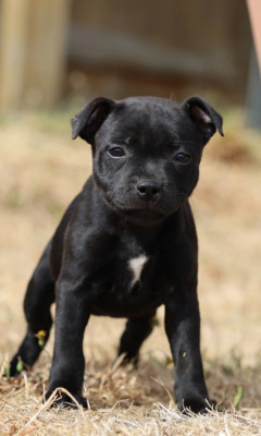 Étalon Staffordshire Bull Terrier - Black Mamba  Du Domaine Des Juraires