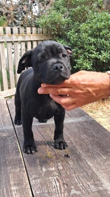 Étalon Staffordshire Bull Terrier - Back to Once Upon a Time Des Guerriers Pacifiques