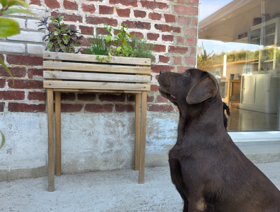 Étalon Labrador Retriever - Tokyo  Du Jardin Des Capucines