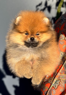 Étalon Spitz allemand -  Aristo Pom Bulma