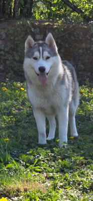 Étalon Siberian Husky - Varinka Des Diamants Noirs Et Feu