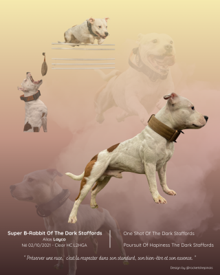 Étalon Staffordshire Bull Terrier - Super B-rabbit The Dark Staffords