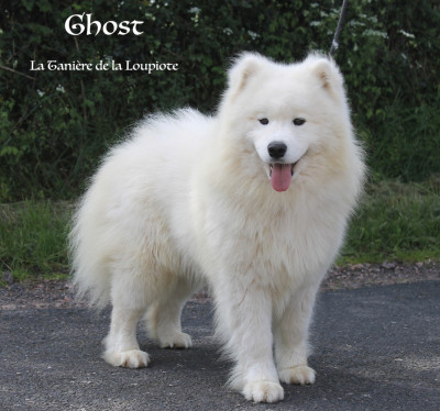 Étalon Samoyède - Ushuaia Ghost des Bout'choux du Forez