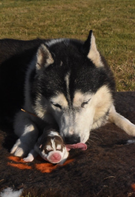 Étalon Siberian Husky - Rio de l igloo des sables de L'Igloo des Sables