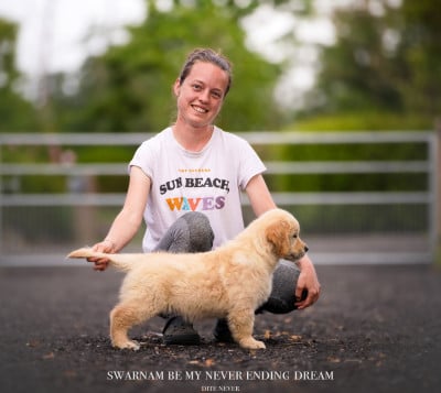 Étalon Golden Retriever -  Be My Never Ending Dream