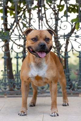Étalon Staffordshire Bull Terrier - Undisclosed desire Spark Of Fire