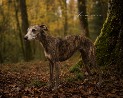 Étalon Whippet - Tippie Happy De Lev'horse