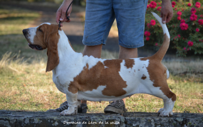 Étalon Basset Hound - CH. VITALLY du Domaine De Léon De La Seille