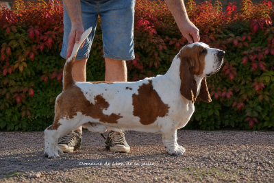 Étalon Basset Hound - VERSACE du Domaine De Léon De La Seille