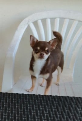 Étalon Chihuahua - ALORA Du Moulin Des Petits Gringos
