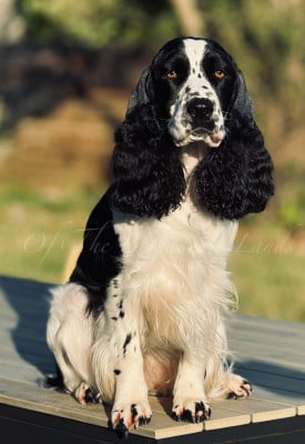 Étalon English Springer Spaniel - Sohraya Of The Bigouden’s Lands