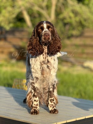 Étalon English Springer Spaniel - CH. Rosalye De la sky roads