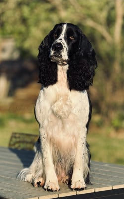 Étalon English Springer Spaniel - Pystashe Of The Bigouden’s Lands