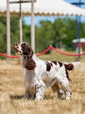 Étalon English Springer Spaniel - CH. Great Expectation tamaam