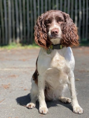 Étalon English Springer Spaniel - Milka Of The Bigouden’s Lands