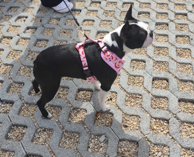 Étalon Boston Terrier - Ushuaïa Des Ours Gris