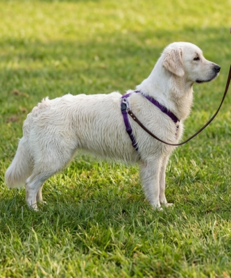 Étalon Golden Retriever - Tia De La Lagune De Montdesir