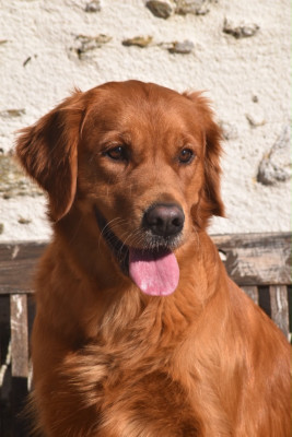 Étalon Golden Retriever - U are m y sunshine ´Sunny  De L'Appel Du Large