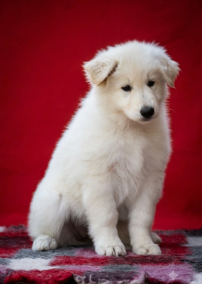Étalon Berger Blanc Suisse - Beautiful Bambou Des Blancs de Souilly 