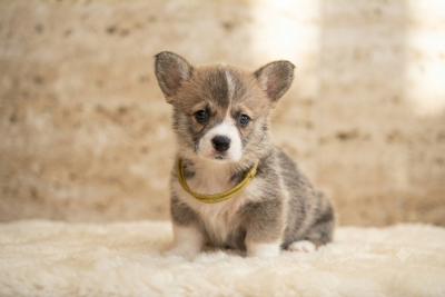 Étalon Welsh Corgi Pembroke - Beauty Privilege Bhumi Devi Des Veilleurs De Toutankhamon