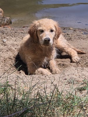 Étalon Golden Retriever - B'ELAÏA Du Ruisseau Des Sapins