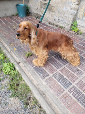 Étalon Cocker Spaniel Anglais - ubac des années folles